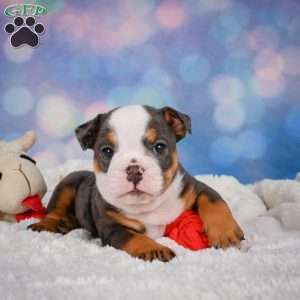 Bruno, Miniature Bulldog Puppy